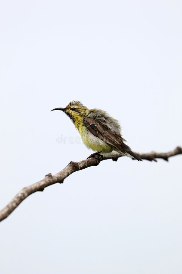 Purpurowa Sunbird kobieta obrazy stock