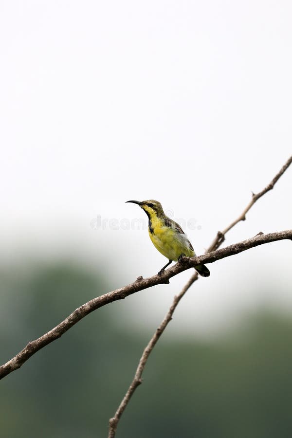 Purpurowa Sunbird kobieta obraz stock