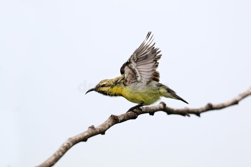 Purpurowa Sunbird kobieta obrazy stock