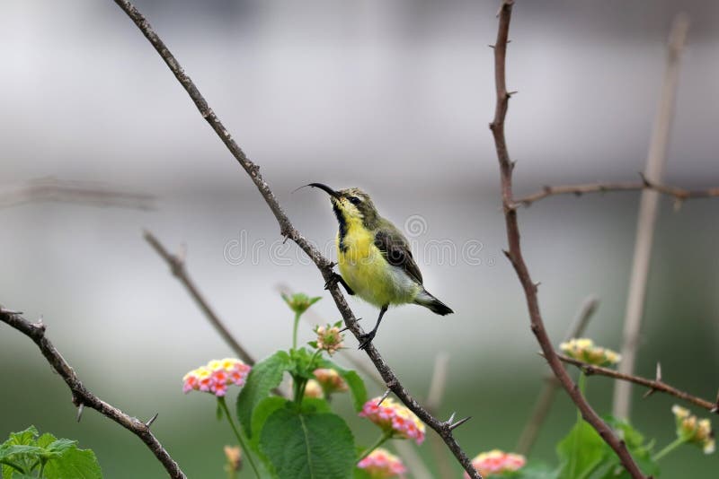 Purpurowa Sunbird kobieta zdjęcie stock