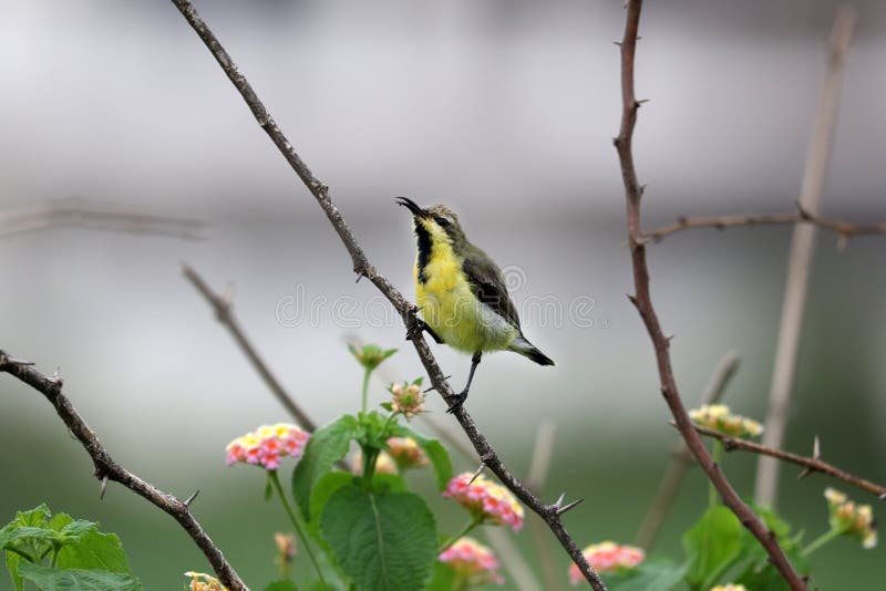 Purpurowa Sunbird kobieta obraz royalty free