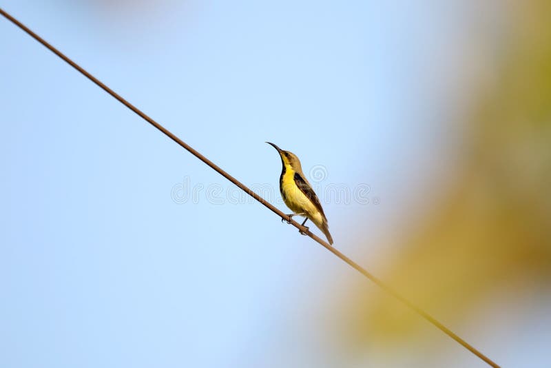 Purpurowa Sunbird kobieta zdjęcie royalty free