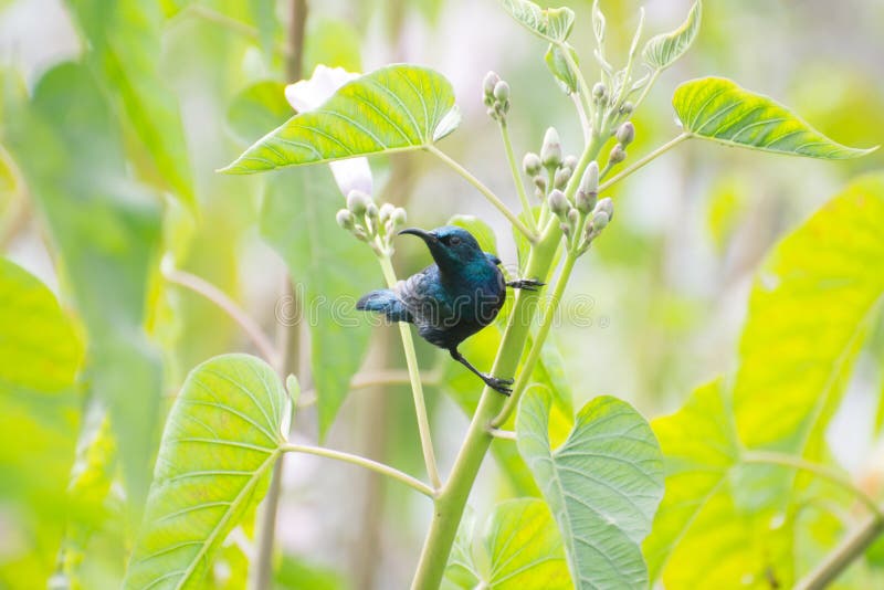 Purpurowa sunbird samiec w lęgowym upierzeniu fotografia royalty free