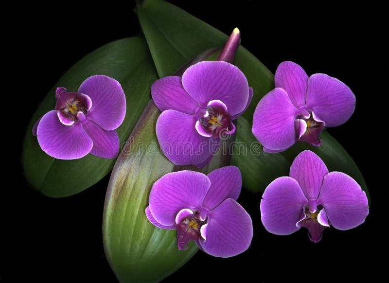 Purpurowe ciemne tło orchidee zdjęcia stock
