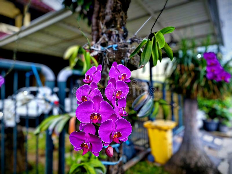 Purpurowe kwiaty orchidei o niebieskim tle. Fioletowe kwiaty orchidei na tle rumieni