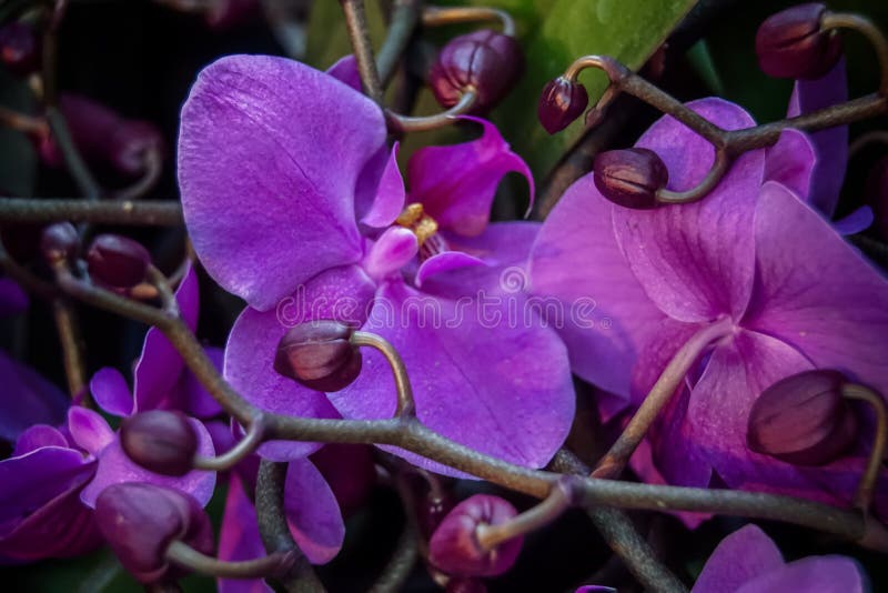 Purpurowe orchidee z p?czkami zdjęcia royalty free Purpurowe orchidee z p?czkami zdjęcia royalty free