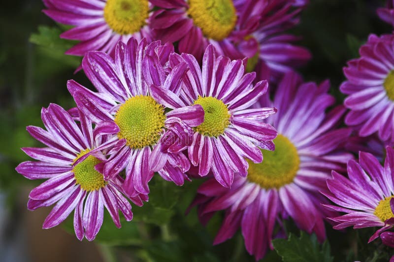 Purpurowe stokrotki obrazy stock Purpurowe stokrotki obrazy stock