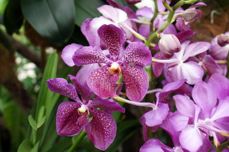 Purpurowe tygrysie Bali orchidee zdjęcie stock Purpurowe tygrysie Bali orchidee zdjęcie stock