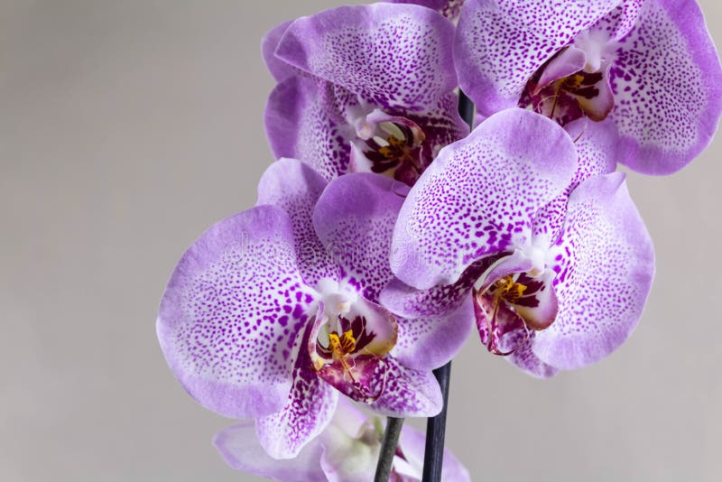 Purpurowego Phalaenopsis storczykowy kwiat odizolowywający na jasnopopielatym tle Zamyka w górę widoku tropikalni kwiaty obrazy royalty free Purpurowego Phalaenopsis storczykowy kwiat odizolowywający na jasnopopielatym tle Zamyka w górę widoku tropikalni kwiaty obrazy royalty free
