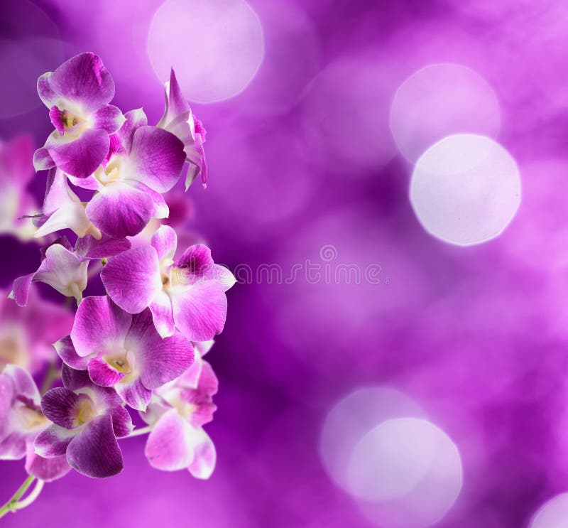 Purpurowi i biali storczykowi kwiaty na purpurowym tle fotografia stock
