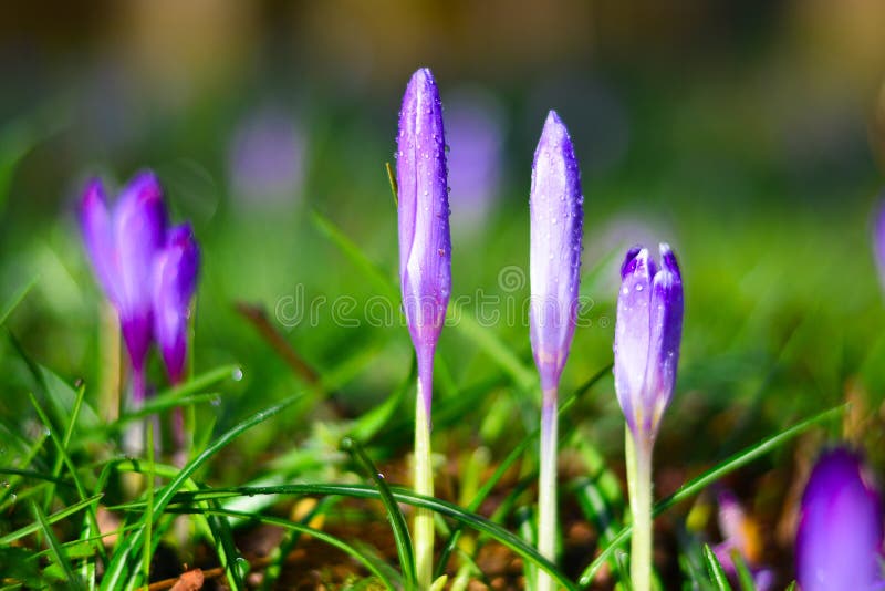 Purpurowi kwiaty w wczesnym poranku po tym jak deszcz będzie wokoło otwierać Purpurowi kwiaty w wczesnym poranku po tym jak deszcz będzie wokoło otwierać