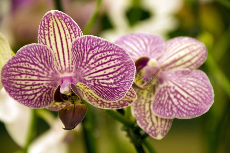 Purpurowi orchidea kwiaty obrazy royalty free