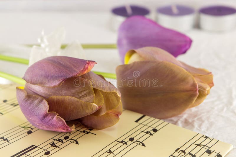 Purpurowi tulipany na muzycznym prześcieradle fotografia stock Purpurowi tulipany na muzycznym prześcieradle fotografia stock