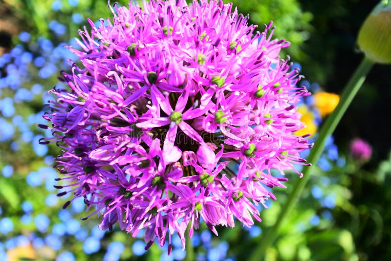 Purpurowy Allium kwiat z Zielonym kwiat łaty tłem zdjęcia stock Purpurowy Allium kwiat z Zielonym kwiat łaty tłem zdjęcia stock