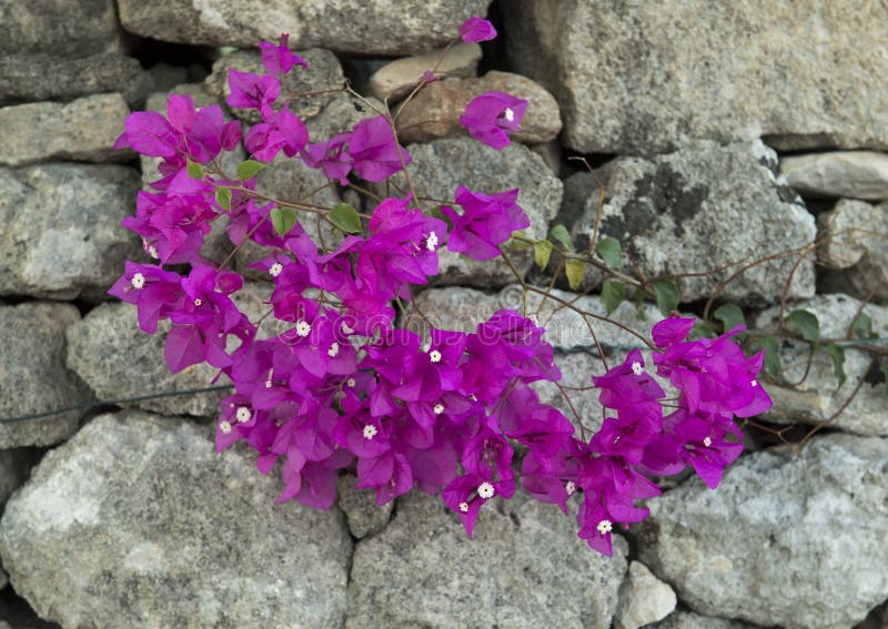 Purpurowy Bougainvillea na popielatej kamiennej ścianie zdjęcie stock Purpurowy Bougainvillea na popielatej kamiennej ścianie zdjęcie stock