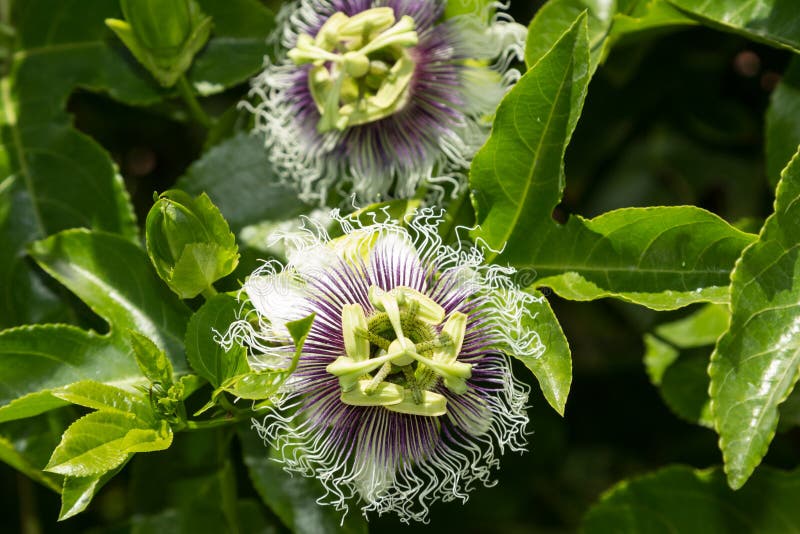 Purpurowy i biały passionflower obrazy stock Purpurowy i biały passionflower obrazy stock