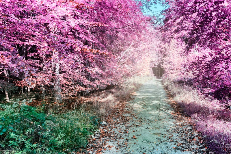 Purpurowy infrared lasu krajobraz