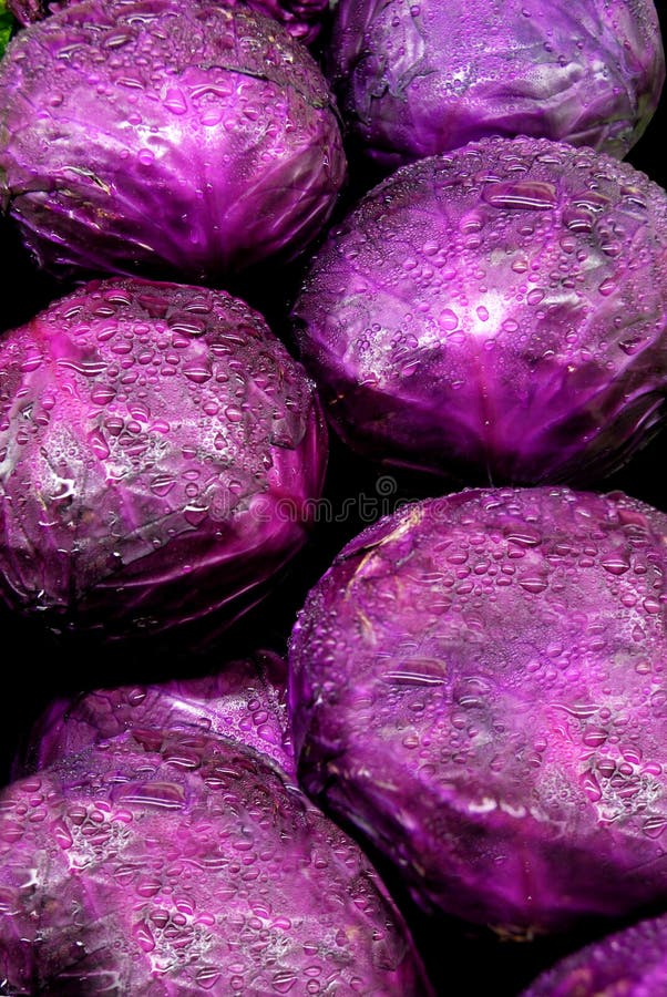 purpurowy kapuściane obrazy royalty free purpurowy kapuściane obrazy royalty free