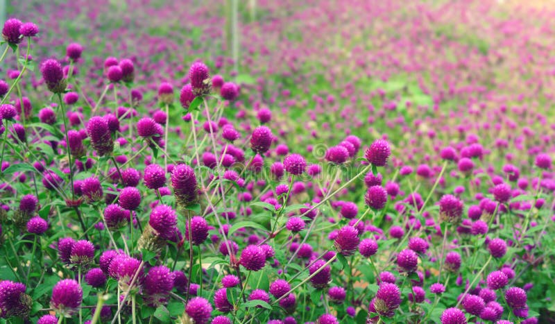 Purpurowy kula ziemska amarant obrazy royalty free Purpurowy kula ziemska amarant obrazy royalty free