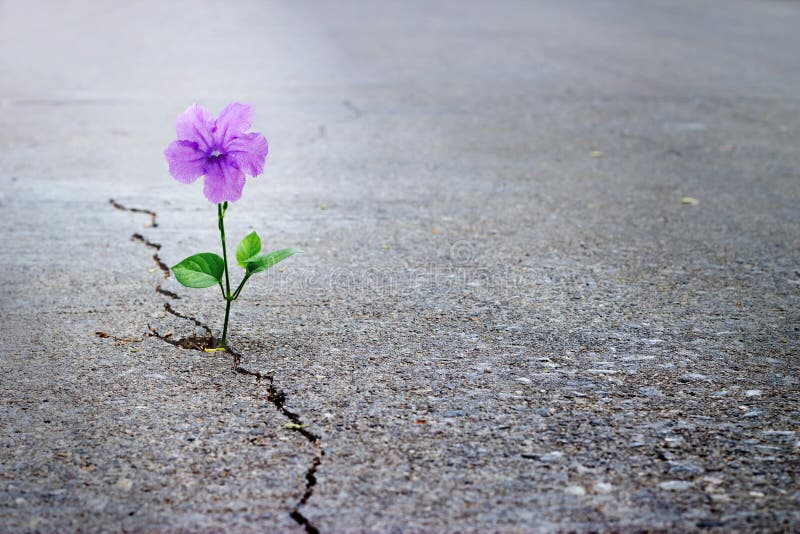 Purpurowy kwiatu dorośnięcie na krekingowej ulicie, miękka ostrość