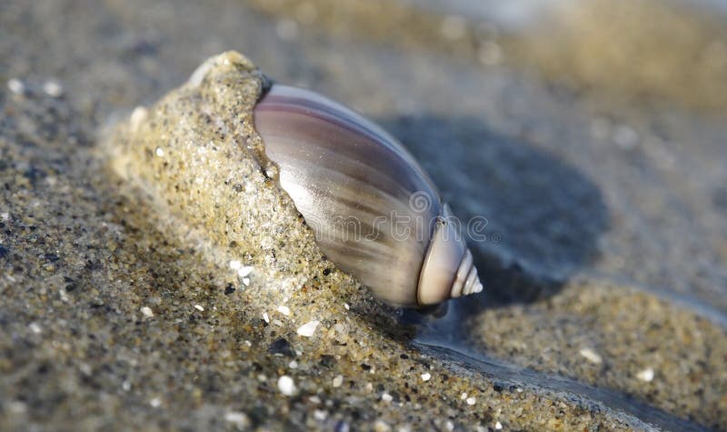 Purpurowy Oliwny ślimaczek na plaży obrazy royalty free Purpurowy Oliwny ślimaczek na plaży obrazy royalty free