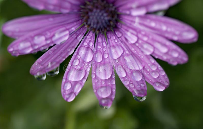 Purpurowy stokrotka kwiat z raindrops zdjęcie royalty free Purpurowy stokrotka kwiat z raindrops zdjęcie royalty free