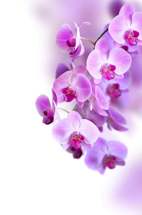 Purpurowy storczykowy kwiat obraz royalty free