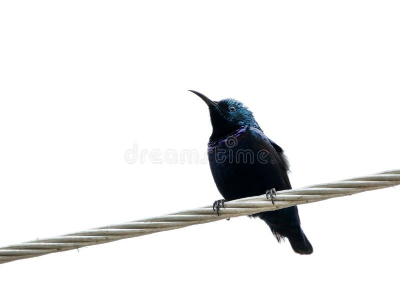 Purpurowy sunbird obrazy stock