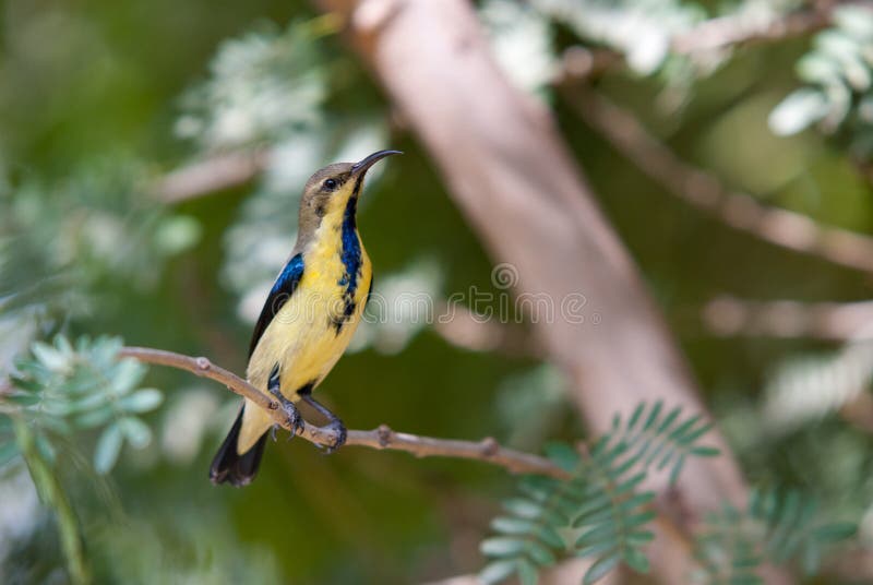 Purpurowy sunbird zdjęcia royalty free
