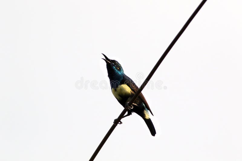 Purpurowy sunbird obraz stock