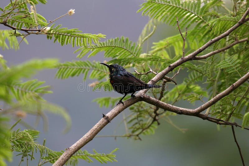 Purpurowy sunbird zdjęcia stock
