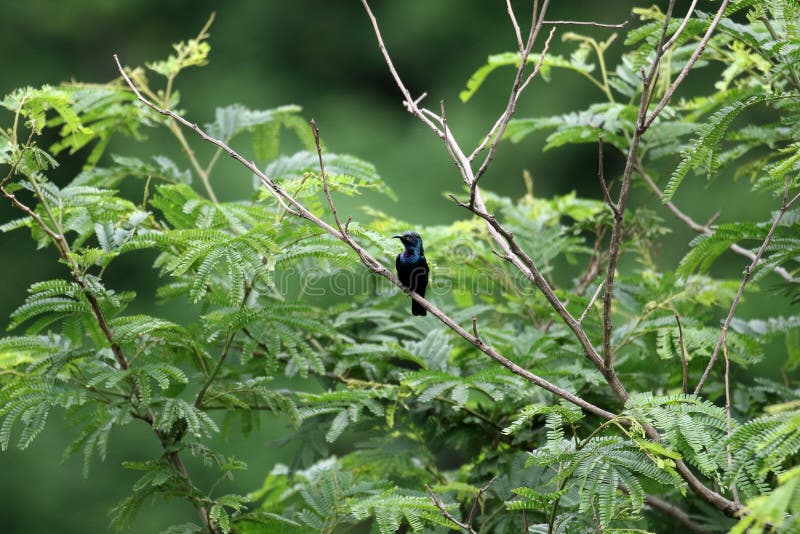 Purpurowy sunbird obraz stock