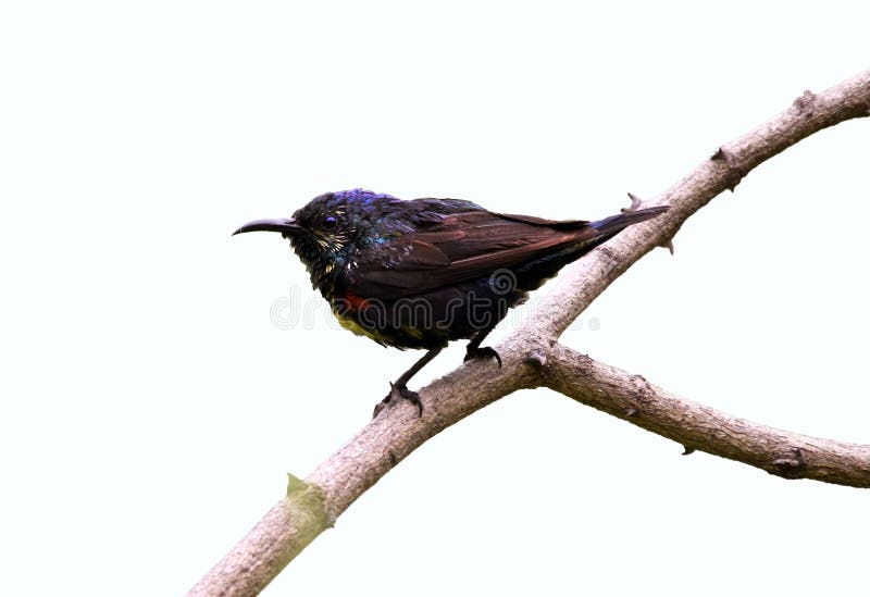 Purpurowy sunbird zdjęcie stock