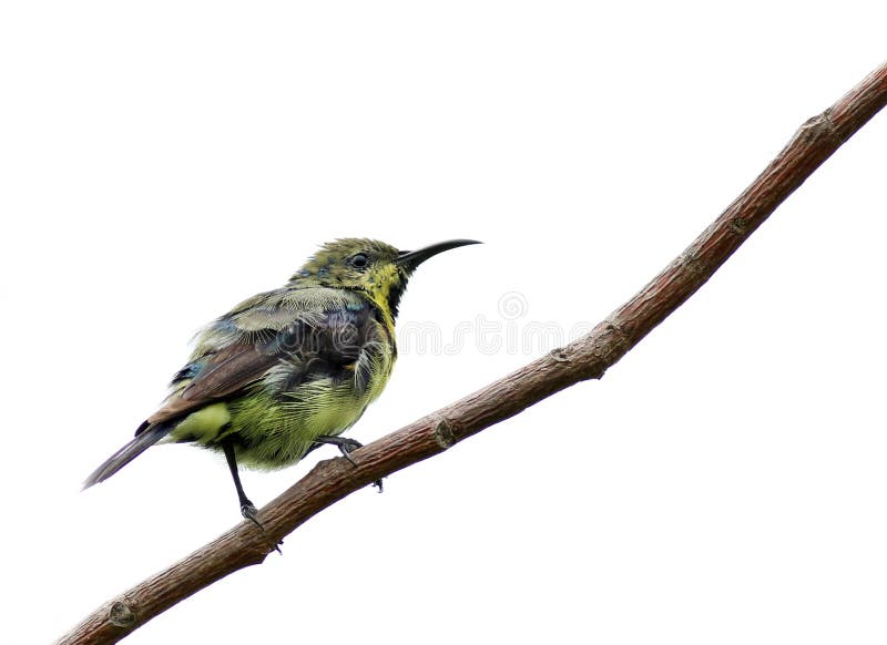 Purpurowy sunbird zdjęcia royalty free