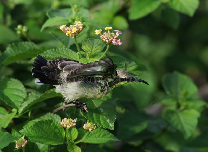 Purpurowy sunbird zdjęcie stock