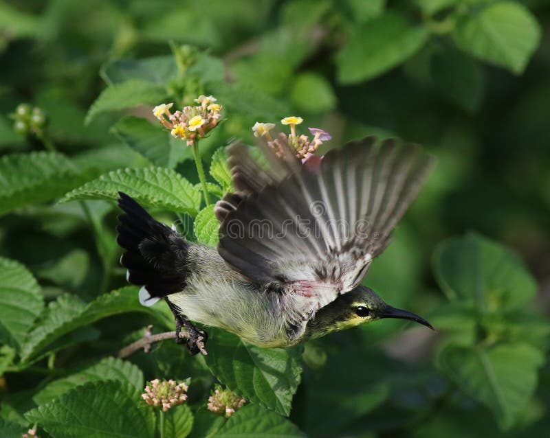 Purpurowy sunbird fotografia stock