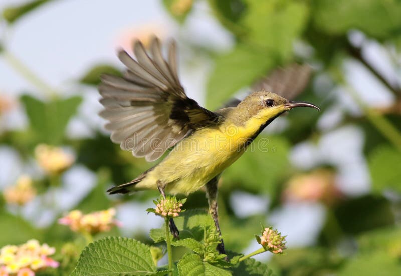 Purpurowy sunbird zdjęcie stock