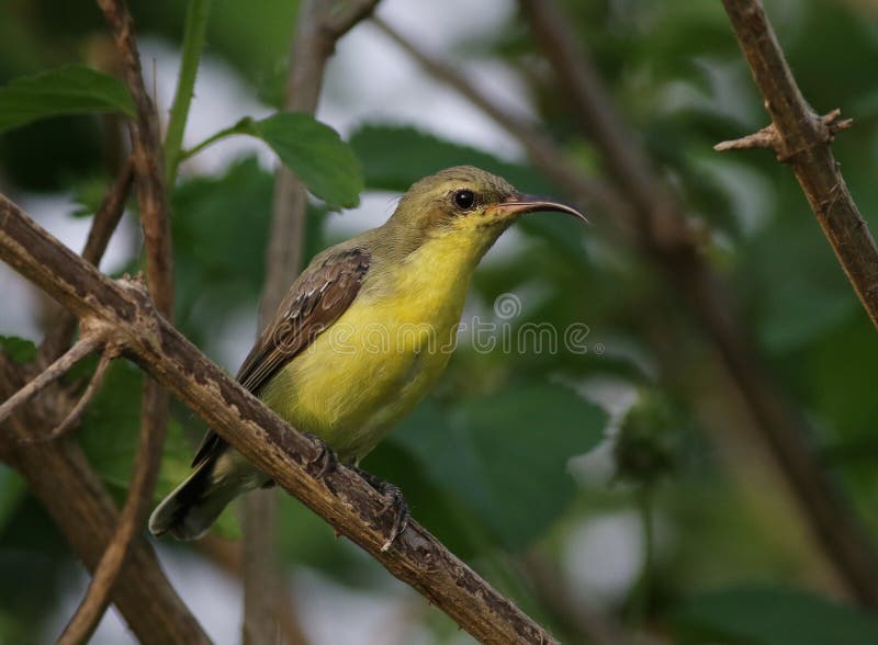 Purpurowy sunbird obraz stock