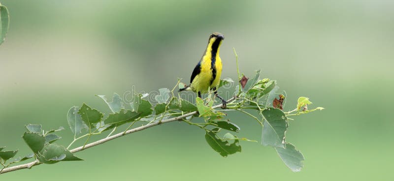 Purpurowy sunbird obrazy stock