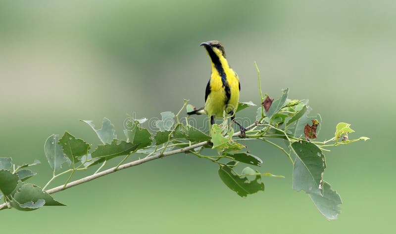 Purpurowy sunbird obrazy stock