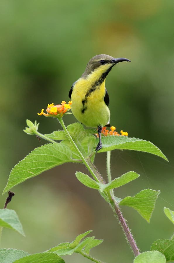 Purpurowy sunbird obraz stock