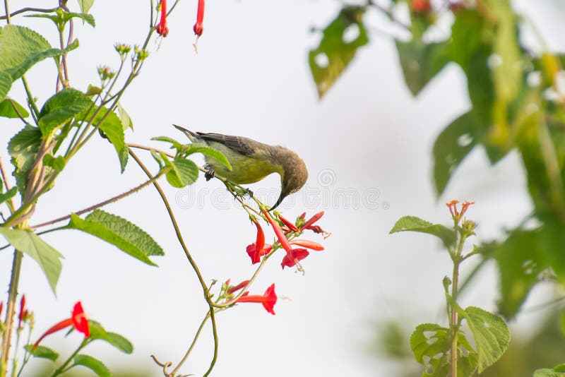 Purpurowy sunbird zdjęcie stock