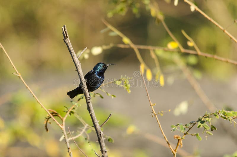 Purpurowy sunbird obraz stock