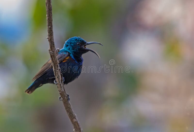 Purpurowy sunbird Cinnyris asiaticus śpiew na gałąź zdjęcie royalty free