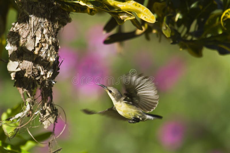 Purpurowy sunbird gniazduje w Bardia, Nepal obrazy stock
