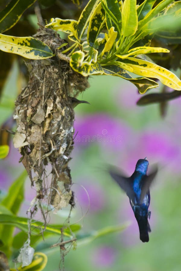 Purpurowy sunbird gniazduje w Bardia, Nepal obraz royalty free