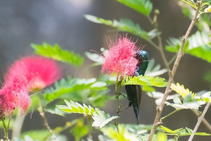 Purpurowy Sunbird karmienie na nektarze zdjęcie royalty free