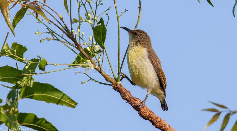 Purpurowy Sunbird (kobieta) zdjęcia stock