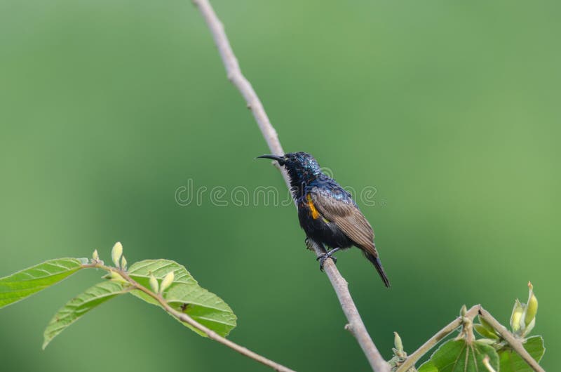 Purpurowy Sunbird na gałąź w naturze. Purpurowy Sunbird Cinnyris asiatica na gałąź w naturze, Tajlandia