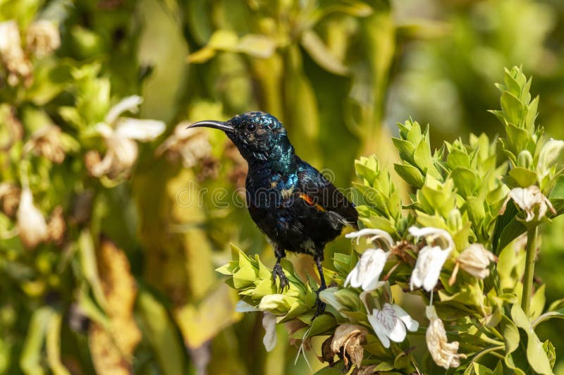 Purpurowy sunbird, samiec, Cinnyris asiaticus, Bharatpur, Rajasthan, India zdjęcia stock